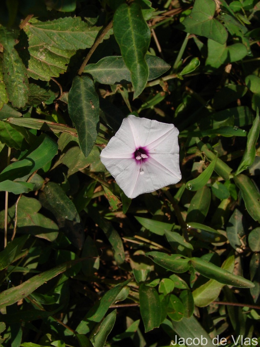 Ipomoea sagittifolia Burm.f.